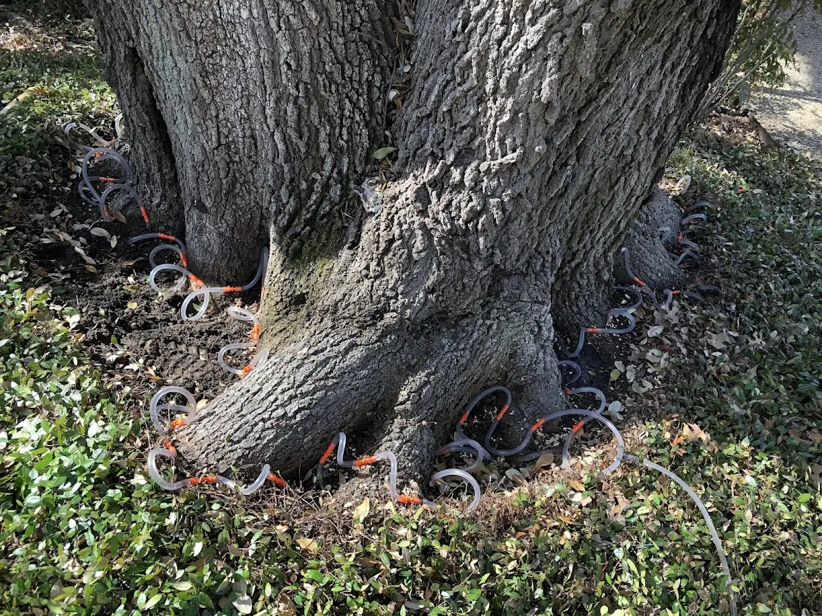 Detailed Tree Cabling and Bracing job site in Circleville